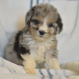 Joy - Blue merle female Aussiedoodle puppy in Delta, Colorado from PTK Ranch
