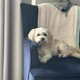 Callie - Havanese