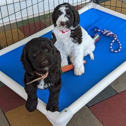 Australian Labradoodle Puppies from LakeRidge Labradoodles