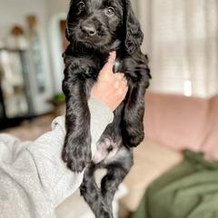 Double Doodle and Labradoodle Puppies from Magnolia & Finn Doodles