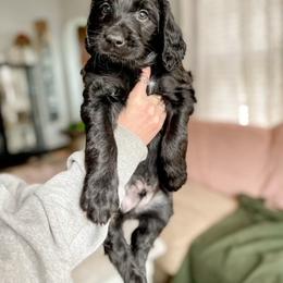 Double Doodle and Labradoodle Puppies from Magnolia & Finn Doodles