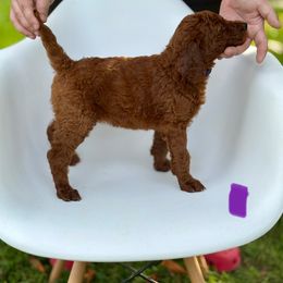 Maple - Red  female Poodle puppy in Mount Vernon, Illinois from AMC Poodles
