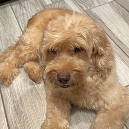 Molly - Goldendoodle
