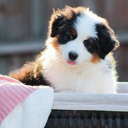Australian Shepherd Puppies from Sandollar Aussies