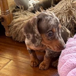 Chevy - Dapple male Dachshund puppy in Fort Worth, Texas from Louis' Litters