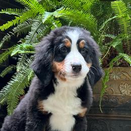 Airedale Terrier, Bernedoodle, and Bernese Mountain Dog Puppies from Beitzel Babies
