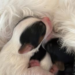 Yorkshire Terrier Puppies from Combs’ Yorkies