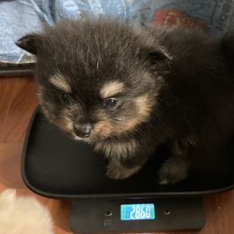 Rudy - Black and tan male Pomeranian puppy in Cle Elum, Oregon from Damore's Prized Poms