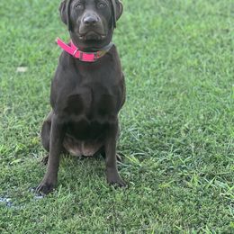 Maggie - Labrador Retriever
