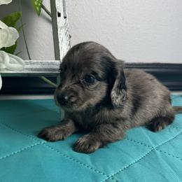 Pepper - Dapple female Dachshund puppy in Gilbertsville, Kentucky from DeLaunes Dachshunds
