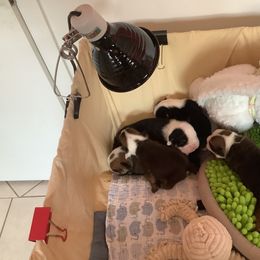 Bulldog Puppies from Chazzerdog Bulldogs
