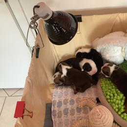 Bulldog Puppies from Chazzerdog Bulldogs