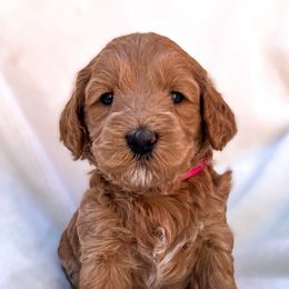 Girl 1 - Goldendoodle puppy in San Diego, California from De Luna Doodles