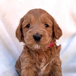 Girl 1 - Goldendoodle puppy in San Diego, California from De Luna Doodles