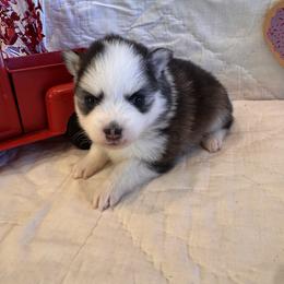 Cherish - Black and white female Pomsky puppy in Bucyrus, Missouri from Hill Top Pomskies