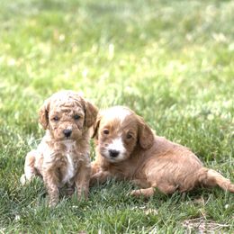 Goldendoodle Puppies from Losee Doodles