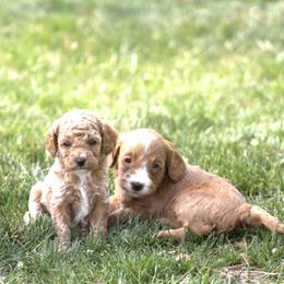 Goldendoodle Puppies from Losee Doodles