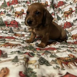 Boy 1 - Red male Dachshund puppy in Buchanan, Georgia from Kiser Creek Dachshunds