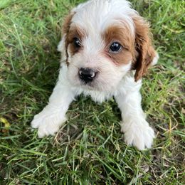Pippin - Blenheim male Cavapoo puppy in Osseo, Michigan from Smiths Fluffy butts