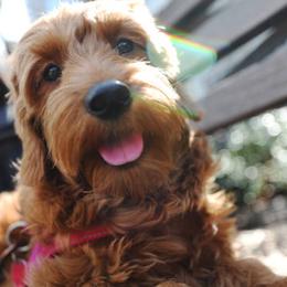 Goldendoodles from Sunnyside Goldendoodles