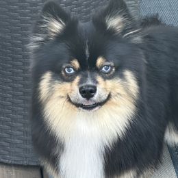 Pu Bear - Pomsky