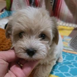 Snow - Cream male Maltipoo puppy in Arkansas from Brew House