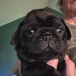 Hannah - Black female Pug puppy in Madera, California from Hills Pugs