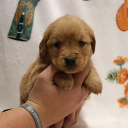 Ariat - Dark golden female Golden Retriever puppy in New Weston, Ohio from Bertke AKC Golden Retrievers and Bernese Mountain Dogs