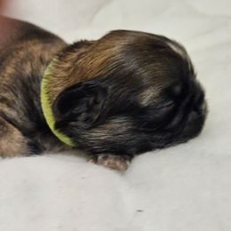 Green collar boy - Brindle male Shih Tzu puppy in Woodsfield, Ohio from ROSE LANE SHIH TZUS