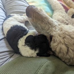 Poodle Puppies from New Hope Standard Poodles