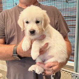 Ms. Brown - Light golden female Golden Retriever puppy in Crestview, Florida from Pushin’ Sand Goldens
