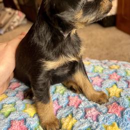 Prague Ratter Puppies from North Star Gem’s Prague Ratters
