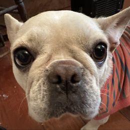 Poppy - French Bulldog