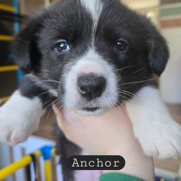 Anchor - Black and white male Cardigan Welsh Corgi puppy in Granite Falls, Washington from Glacier Peak Cardigan Corgis