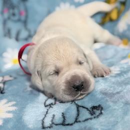 Red - Light golden male Golden Retriever puppy in Tylertown, Mississippi from Southern Paws, LLC
