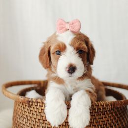 Pink girl - Red  female Goldendoodle puppy in Rio Linda, California from GoldendoodlePaw