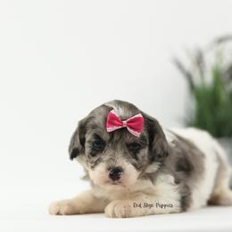 Contessa (Pink Collar Female) - Merle female Cavapoo puppy in Republic, Missouri from Red Skye Puppies