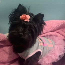 No short name - Yorkshire Terrier
