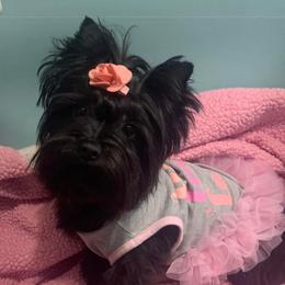No short name - Yorkshire Terrier