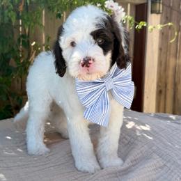Cappuccino - male Australian Labradoodle puppy in Clovis, California from Delta Doodless