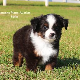Little guy - Black tri male Toy Australian Shepherd puppy in Chandler, Oklahoma from Parsons Place Aussies