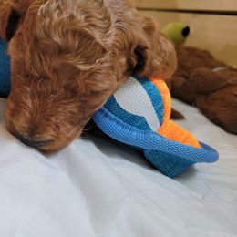 Goldendoodle Puppies from Dream Doodles