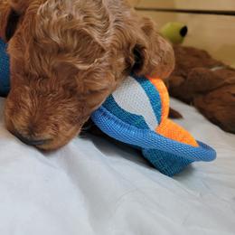 Goldendoodle Puppies from Dream Doodles