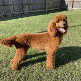 Haku - Poodle