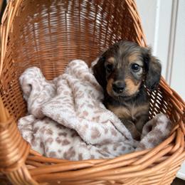 Clove - Red female Dachshund puppy in Pontotoc, Mississippi from Toddy Kennels