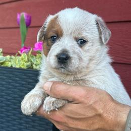 Violet - Red speckled female Australian Cattle Dog puppy in Lynd, Minnesota from Diamond Falls Cattle Dogs