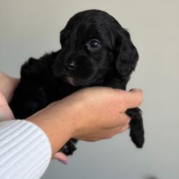 Crab - Black male Goldendoodle puppy in Redmond, Oregon from Bourbon and Lace Doodles
