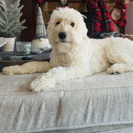 Callie - Goldendoodle