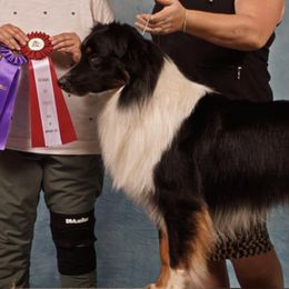 Australian Shepherds from AllStar Aussies