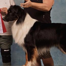 Australian Shepherds from AllStar Aussies